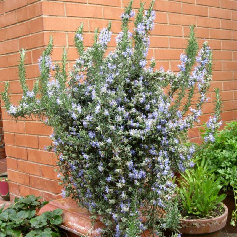 Romarin Couvre-Sol (Rosmarinus Officinalis 'Prostratus') - Godet - Taille 13/25cm - Pépinières Naudet - Imagen 1