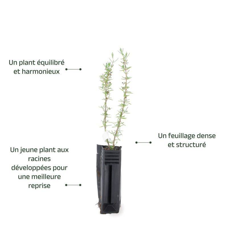 Romarin Couvre-Sol (Rosmarinus Officinalis 'Prostratus') - Godet - Taille 13/25cm - Pépinières Naudet - Imagen 3