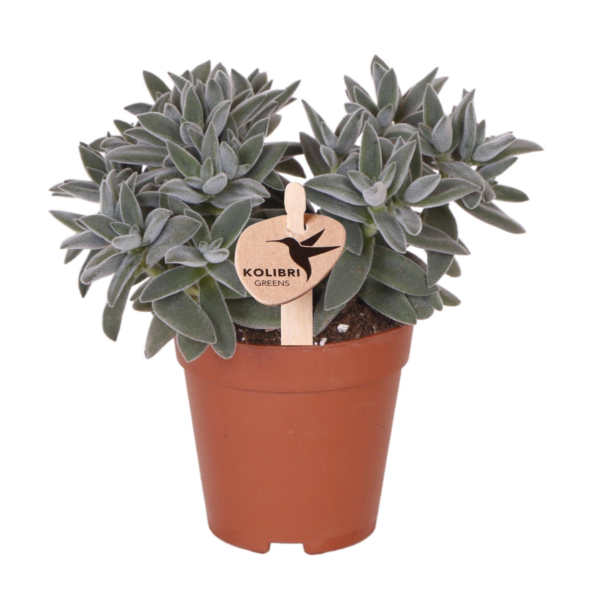 La Green Touch - Crassula Tarantula - Plante grasse - pot Ø9 cm - Image 1