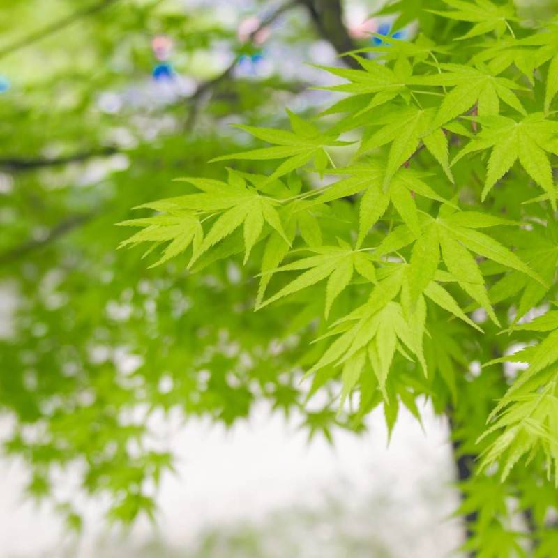 Érable du Japon Summer Gold, Acer palmatum - Pot de 4L - 40/60 cm - Imagen 2