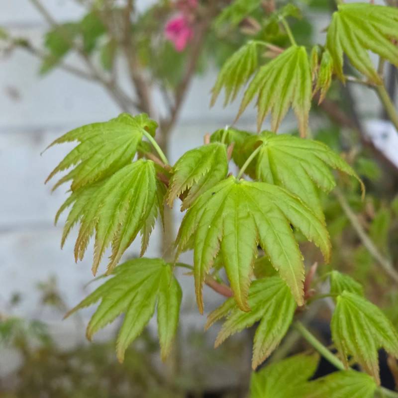 Érable du Japon Summer Gold, Acer palmatum - Pot de 4L - 40/60 cm - Imagen 9