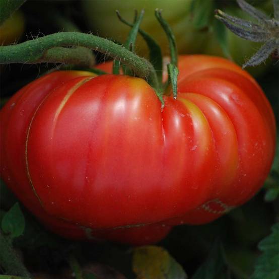 Tomate Potiron écarlate Bio - Ferme de Sainte Marthe le sachet de 50 graines environ