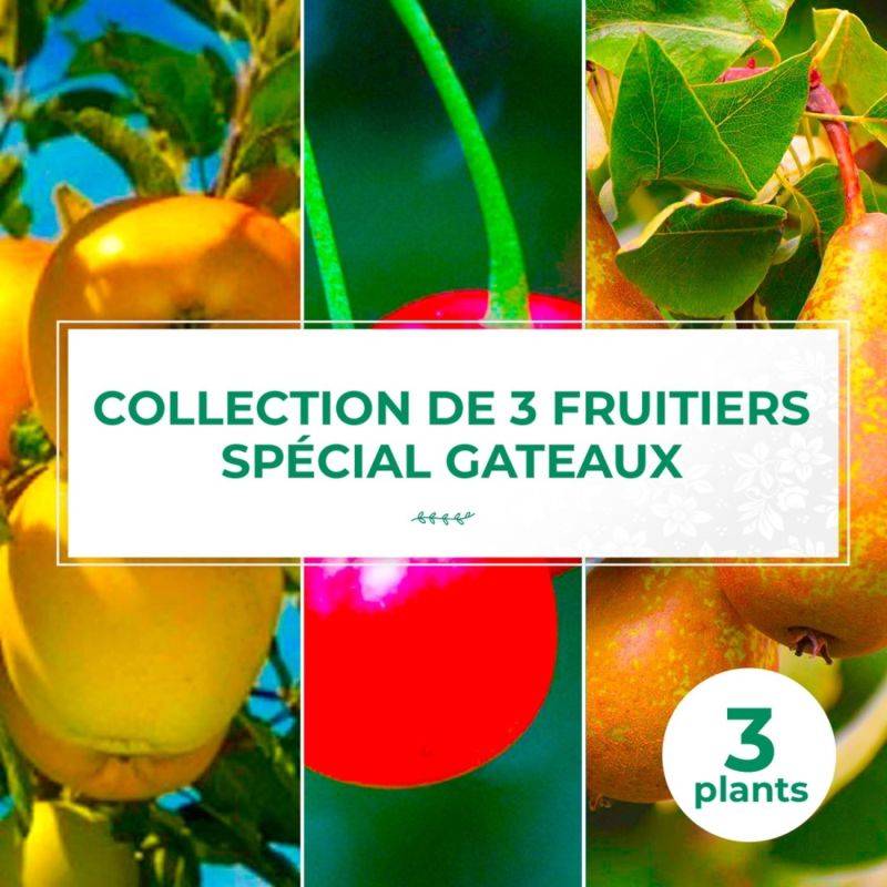 Collection 3 Fruitiers Spécial Gâteaux - Scion de 150cm - Pépinières Naudet - Imagen 1