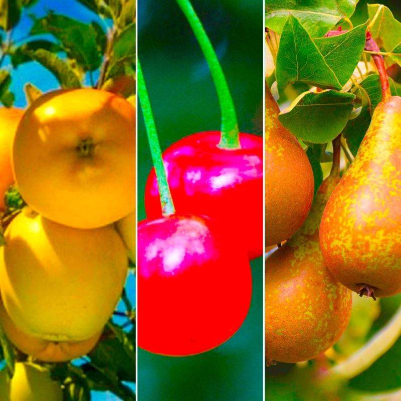 Collection 3 Fruitiers Spécial Gâteaux - Scion de 150cm - Pépinières Naudet - Imagen 2
