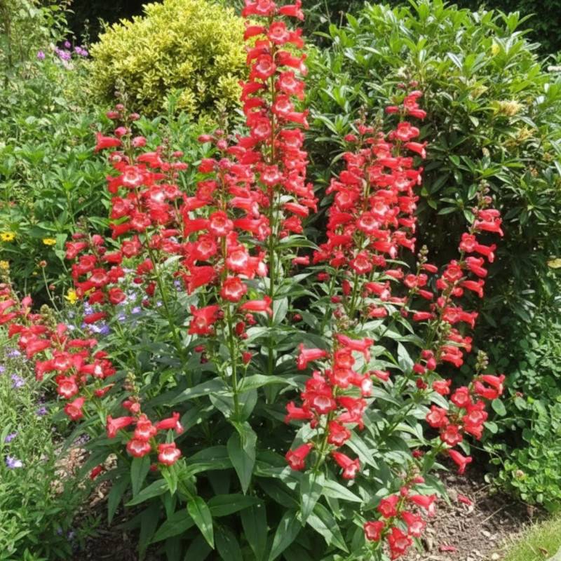 Penstemon Le Phare à fleurs Blanche/Rouge - feuillage Caduc - Godet - 5/20 cm - Imagen 1