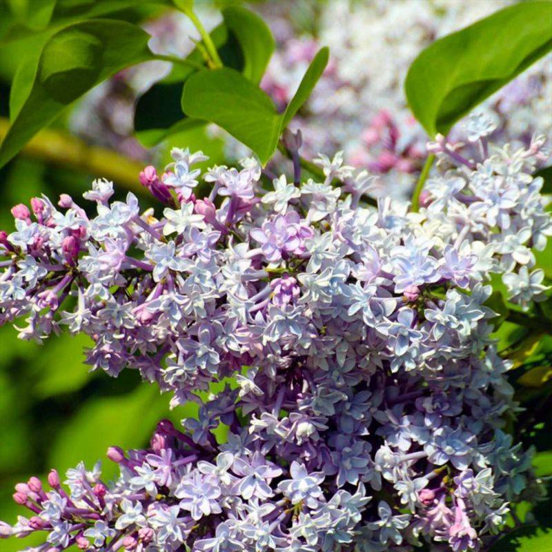 Lilas Commun (Syringa Vulgaris) - Godet - Taille 13/25cm - Pépinières Naudet