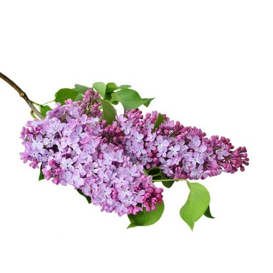 Lilas Commun (Syringa Vulgaris) - Godet - Taille 13/25cm - Pépinières Naudet - Image 4