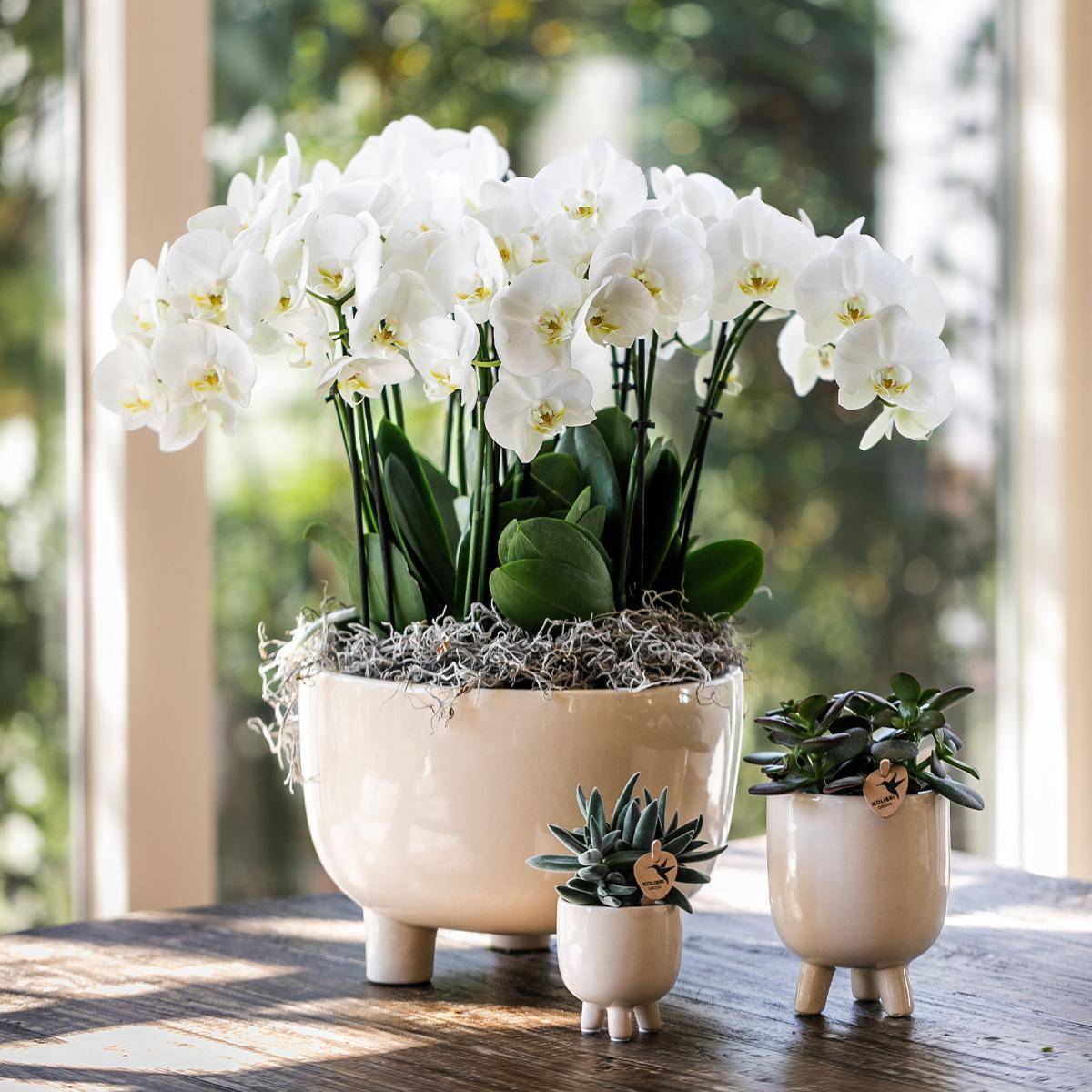 La Green Touch - Coupelle Gummy avec 3 orchidées blanches et réservoir d'eau- La Green Touch - Imagen 2