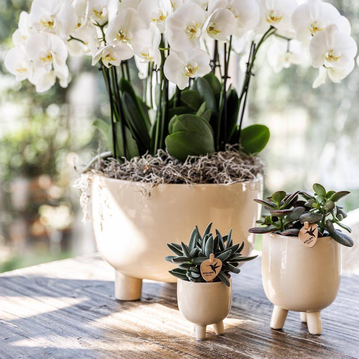 La Green Touch - Coupelle Gummy avec 3 orchidées blanches et réservoir d'eau- La Green Touch - Imagen 4