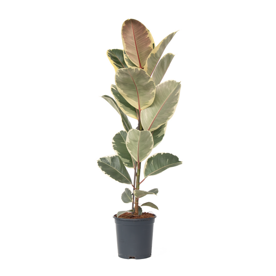 Plant In A Box - Caoutchouc - Ficus Elastica 'Tineke' - Hauteur 75-100cm - ⌀24cm - Image 1