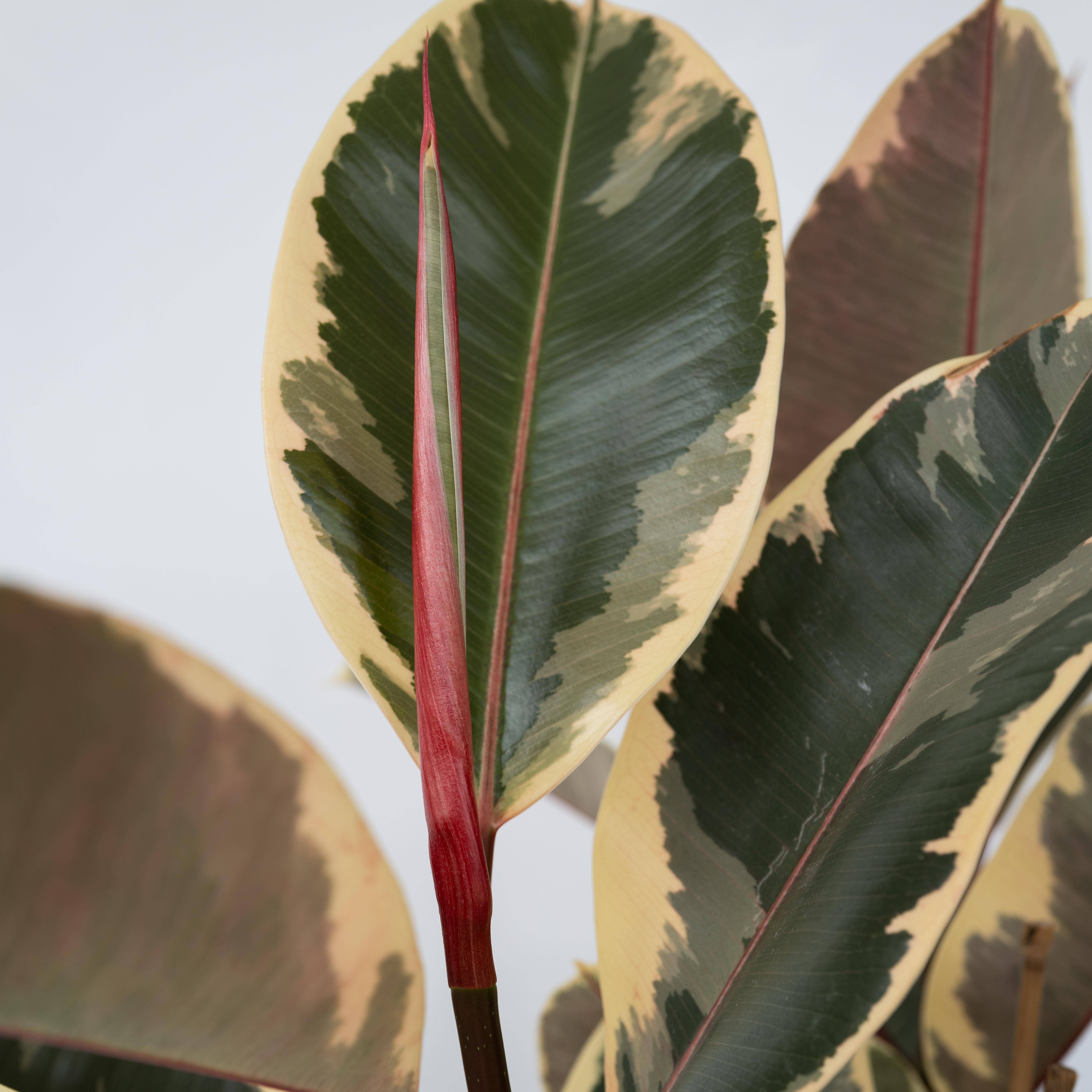 Plant In A Box - Caoutchouc - Ficus Elastica 'Tineke' - Hauteur 75-100cm - ⌀24cm - Image 4