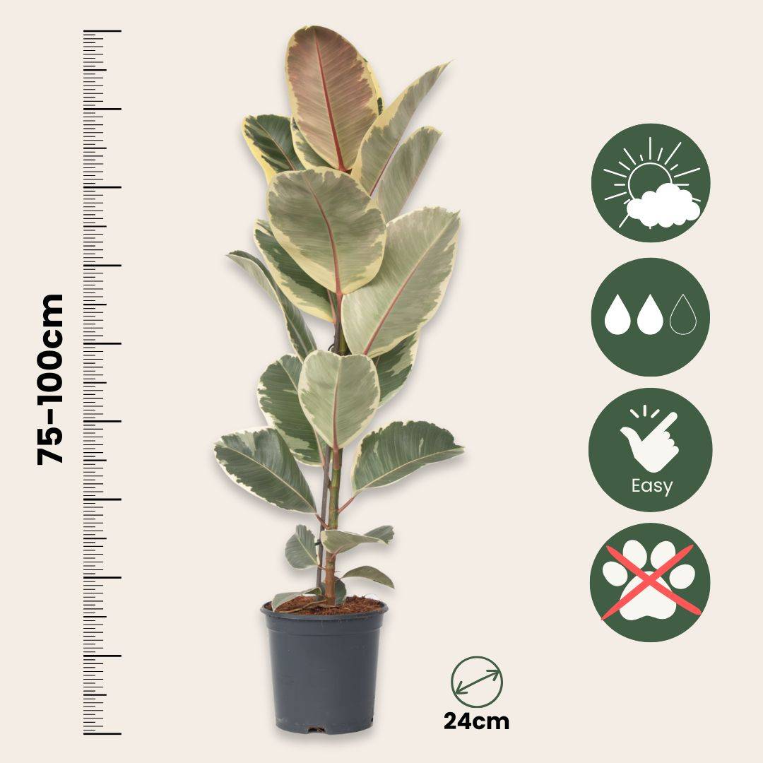 Plant In A Box - Caoutchouc - Ficus Elastica 'Tineke' - Hauteur 75-100cm - ⌀24cm - Image 6
