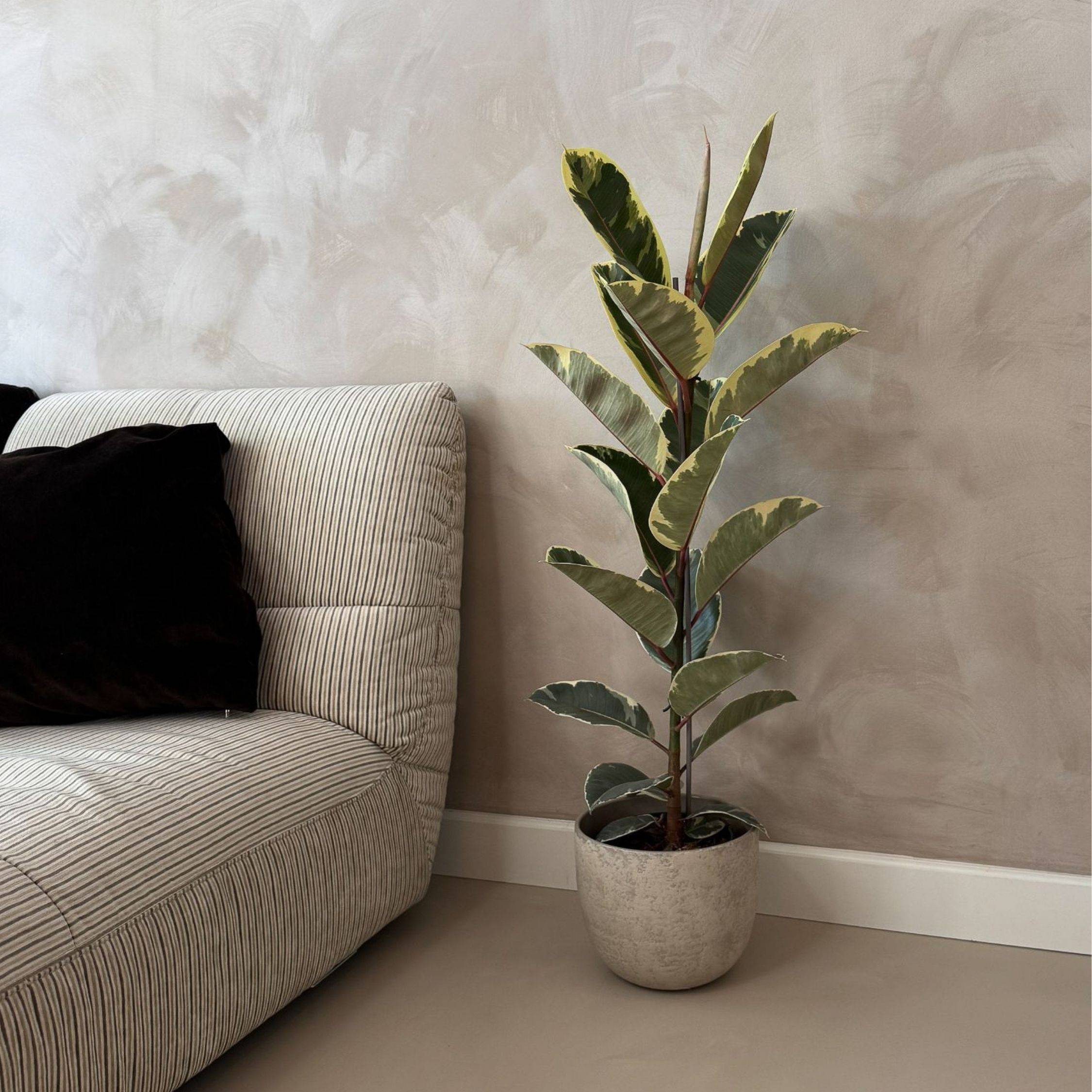 Plant In A Box - Caoutchouc - Ficus Elastica 'Tineke' - Hauteur 75-100cm - ⌀24cm - Image 2
