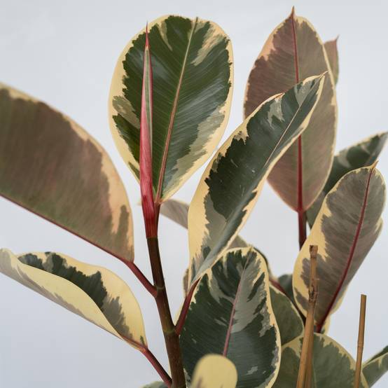 Plant In A Box - Caoutchouc - Ficus Elastica 'Tineke' - Hauteur 75-100cm - ⌀24cm - Image 5