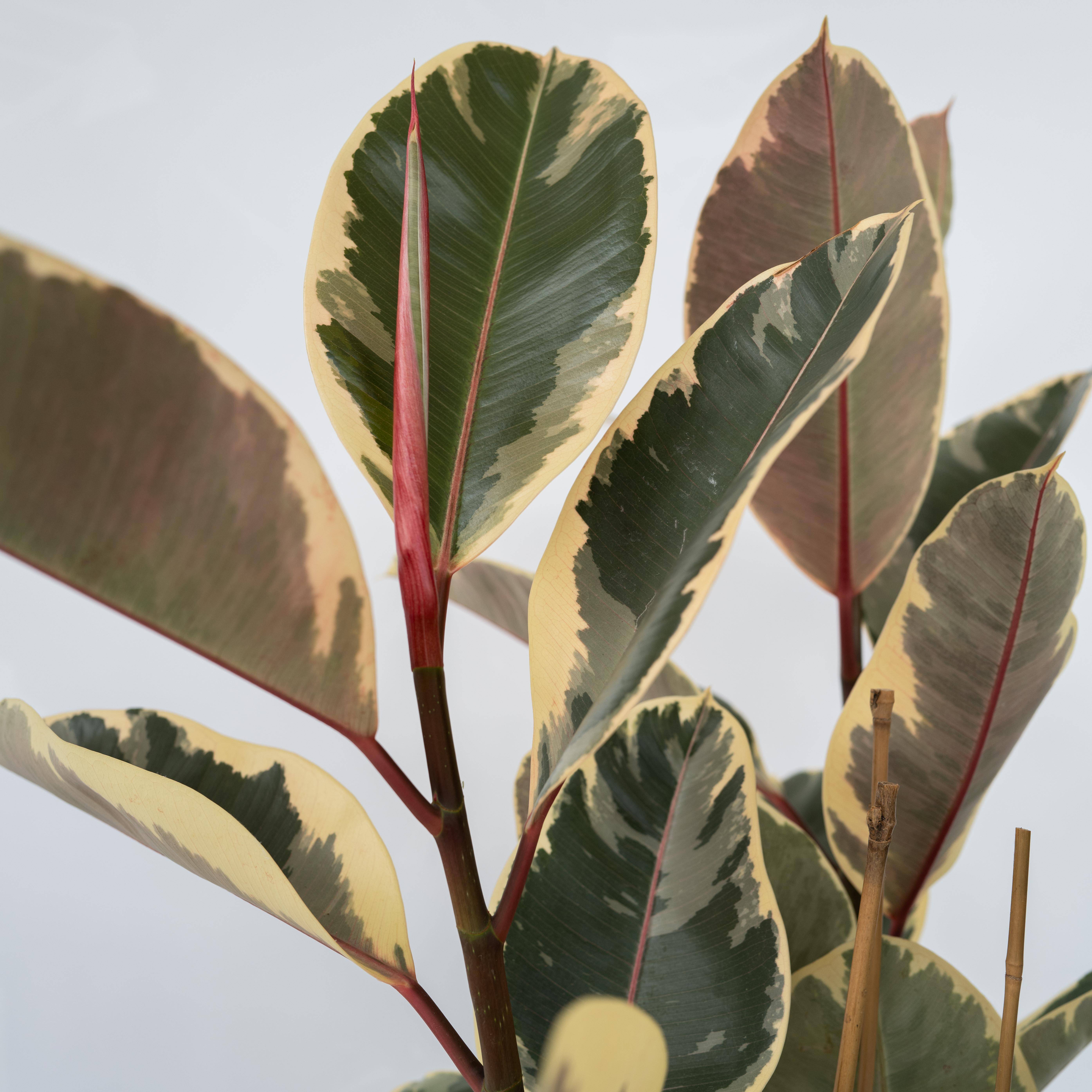 Plant In A Box - Caoutchouc - Ficus Elastica 'Tineke' - Hauteur 75-100cm - ⌀24cm - Image 5