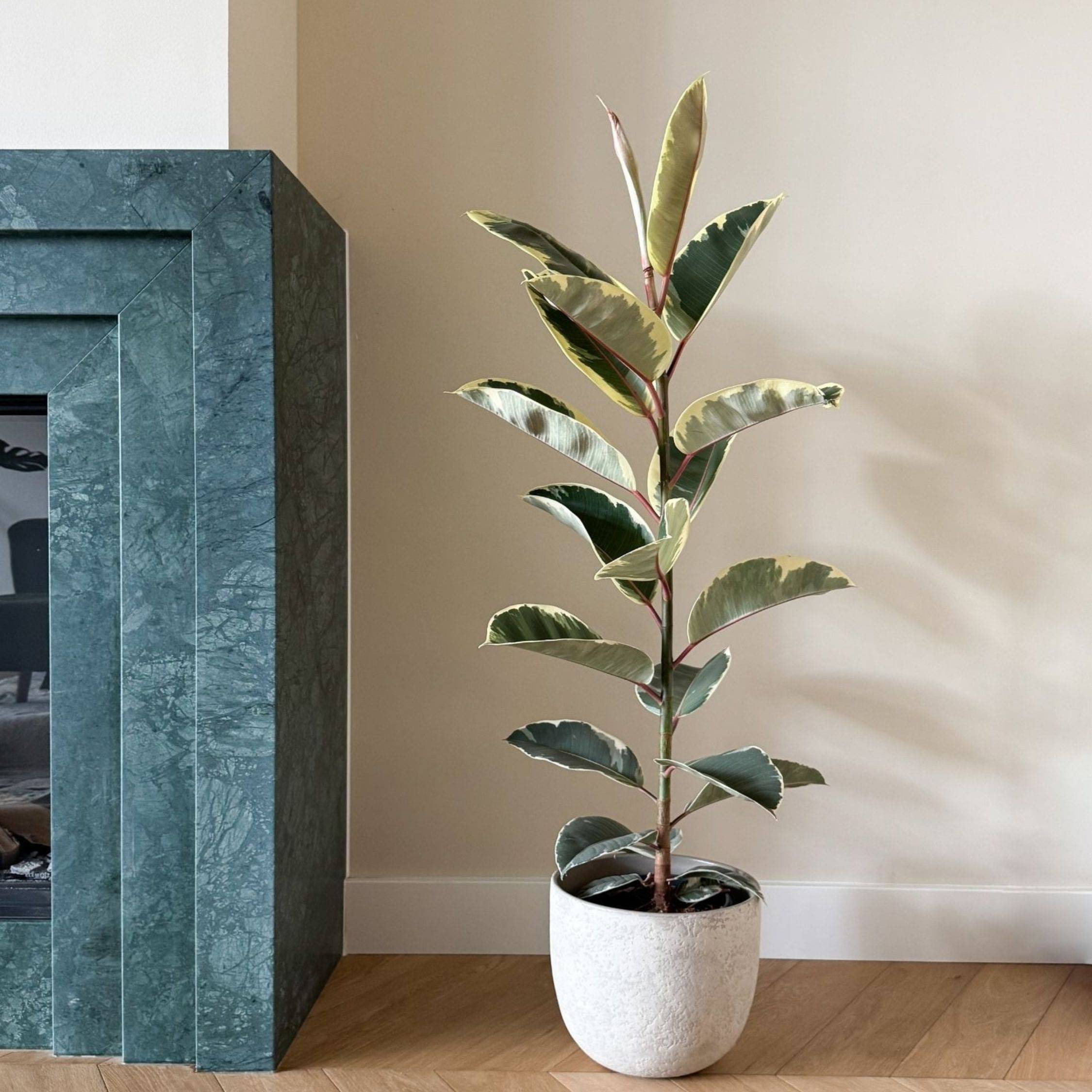 Plant In A Box - Caoutchouc - Ficus Elastica 'Tineke' - Hauteur 75-100cm - ⌀24cm - Image 3