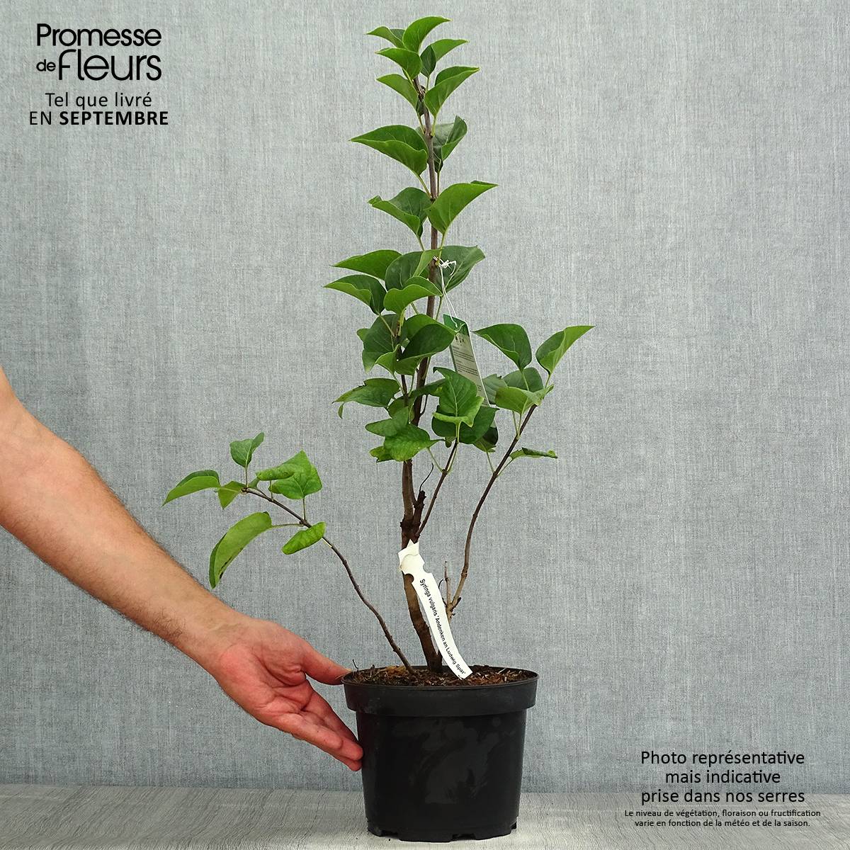 Lilas - Syringa vulgaris Souvenir de Louis Spaeth Pot de 2L/3L, Buisson, 3/4 branches - Image 2