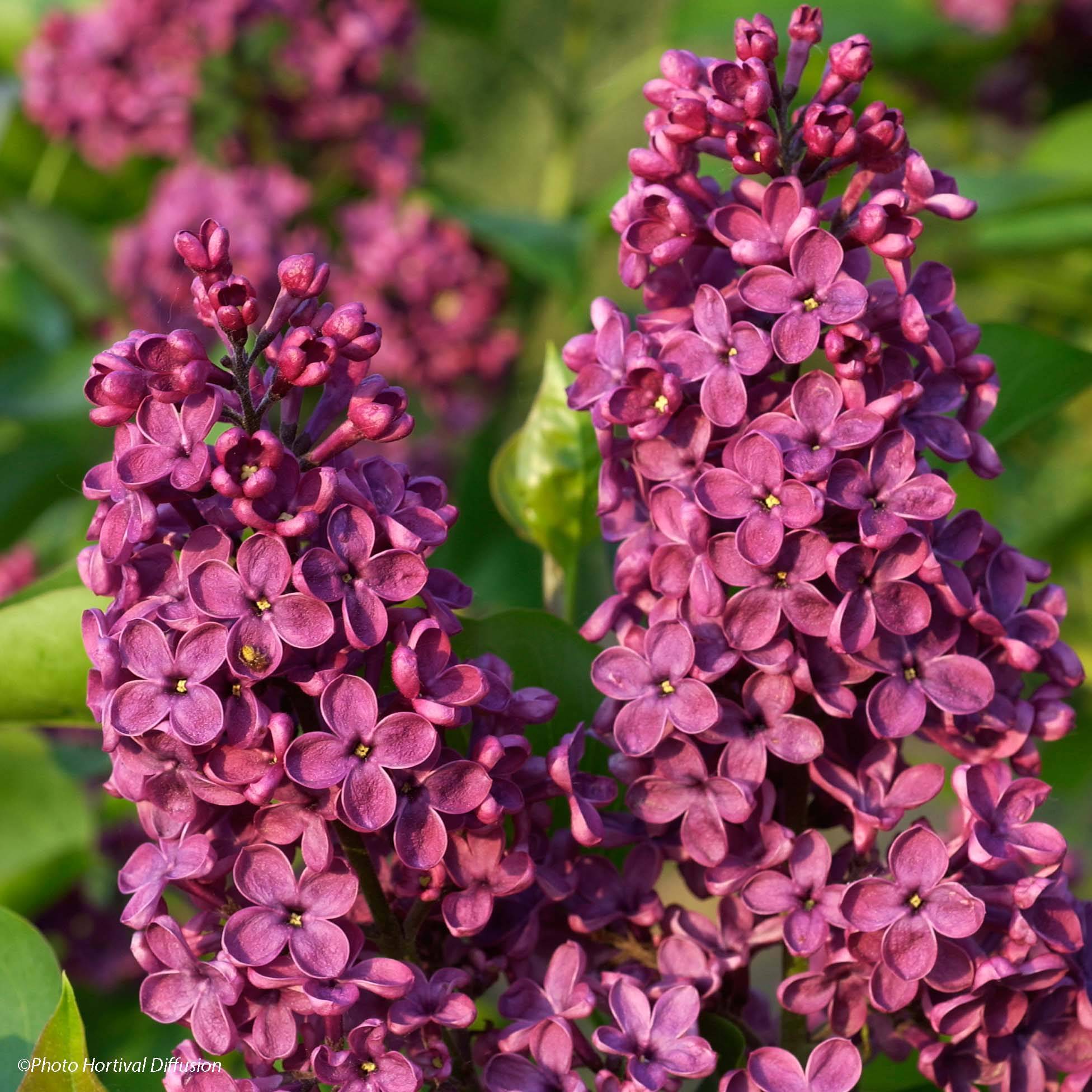 Lilas - Syringa vulgaris Souvenir de Louis Spaeth Pot de 2L/3L, Buisson, 3/4 branches - Image 1