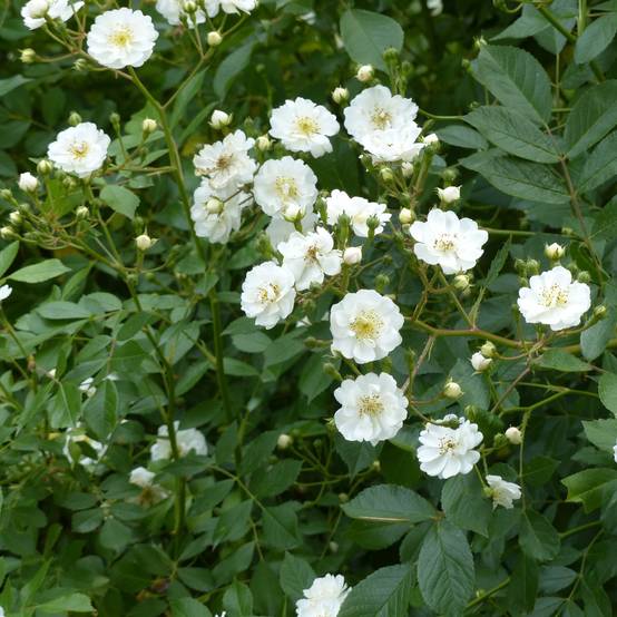 Promesse de Fleurs - Rosier tige Guirlande d'Amour Pot de 7,5L/10L, Tige, Tige de 90/120