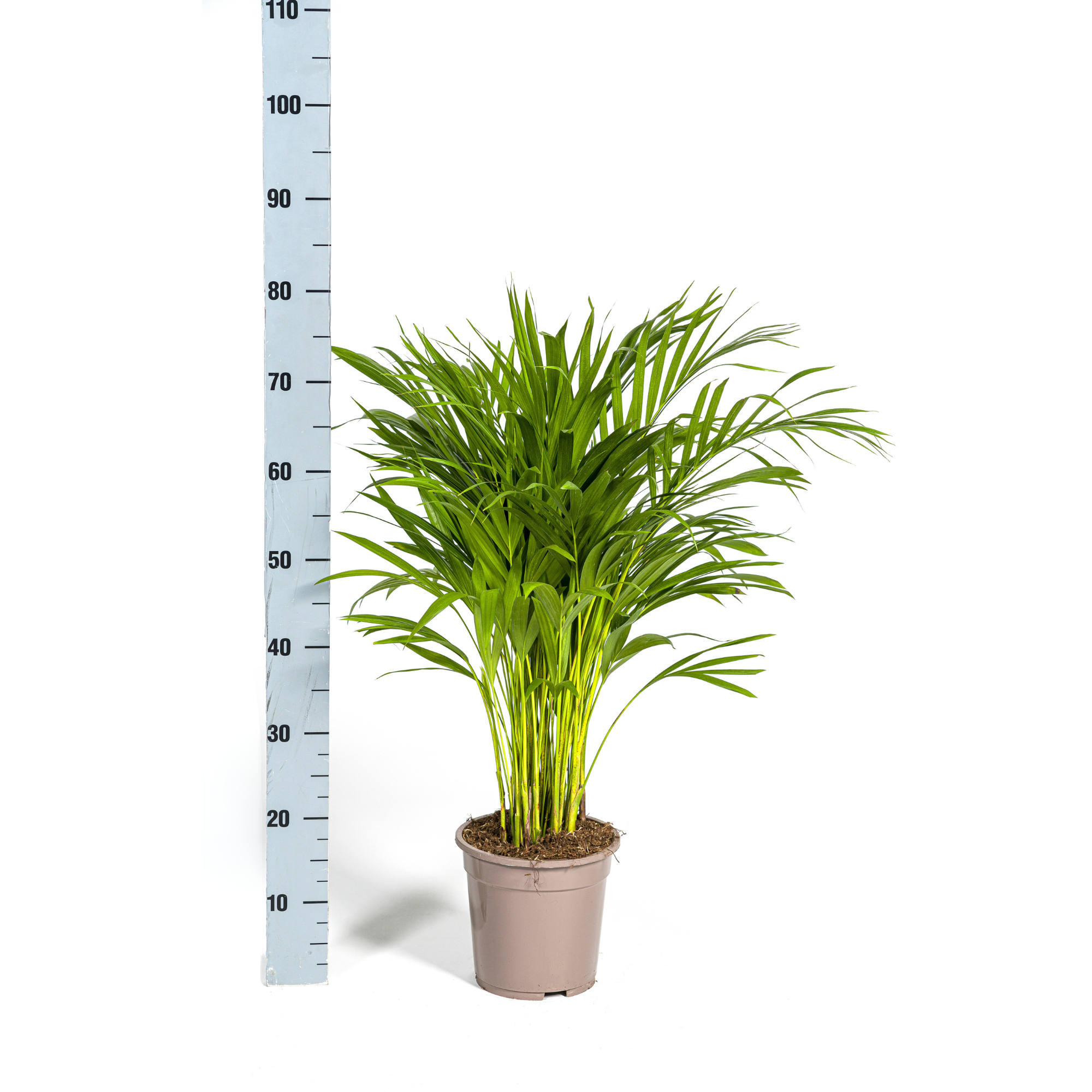 La Green Touch - Dypsis Areca Lutescens Ø19 Cm - D19 H80cm - Image 3