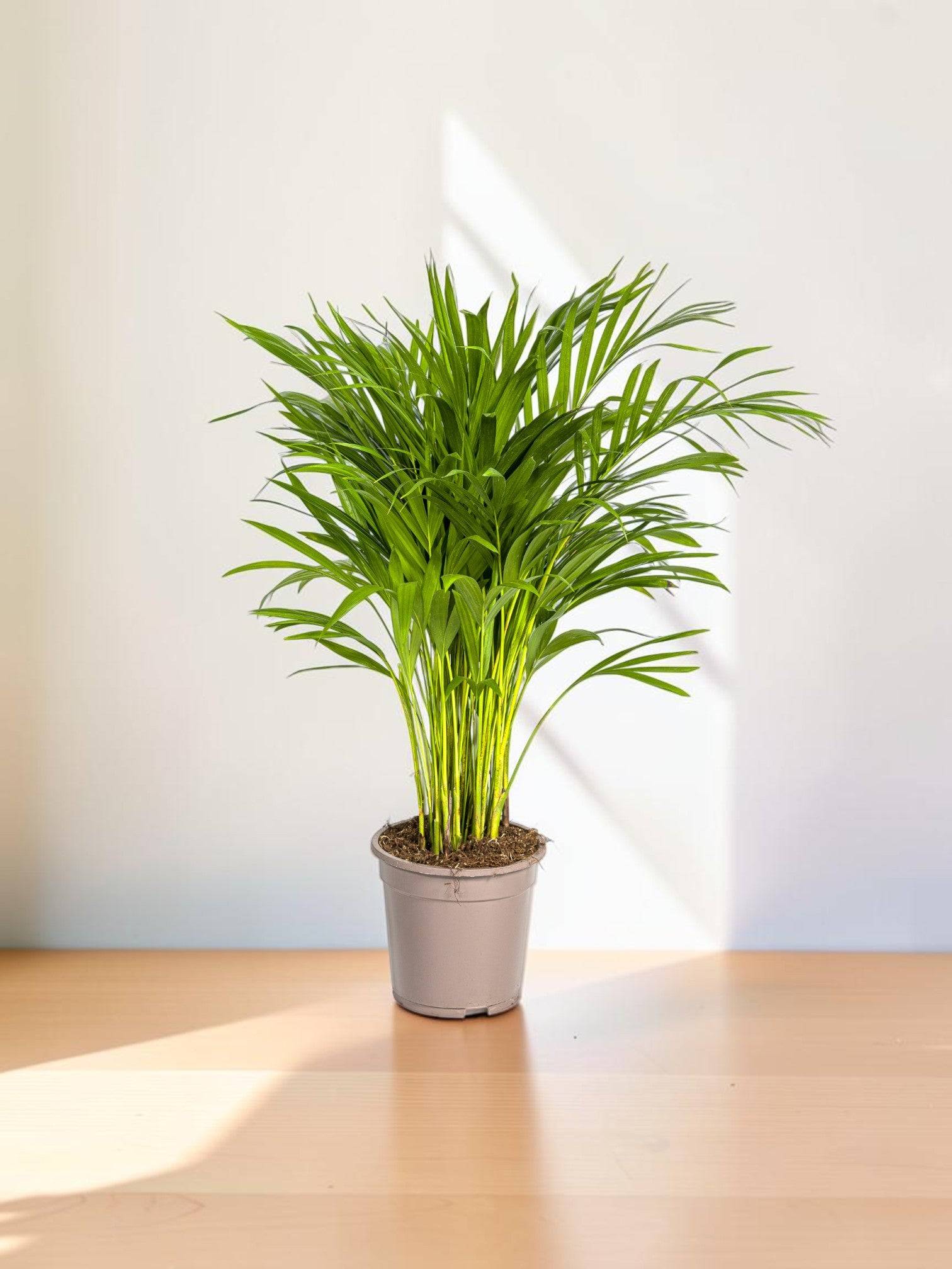 La Green Touch - Dypsis Areca Lutescens Ø19 Cm - D19 H80cm - Image 1