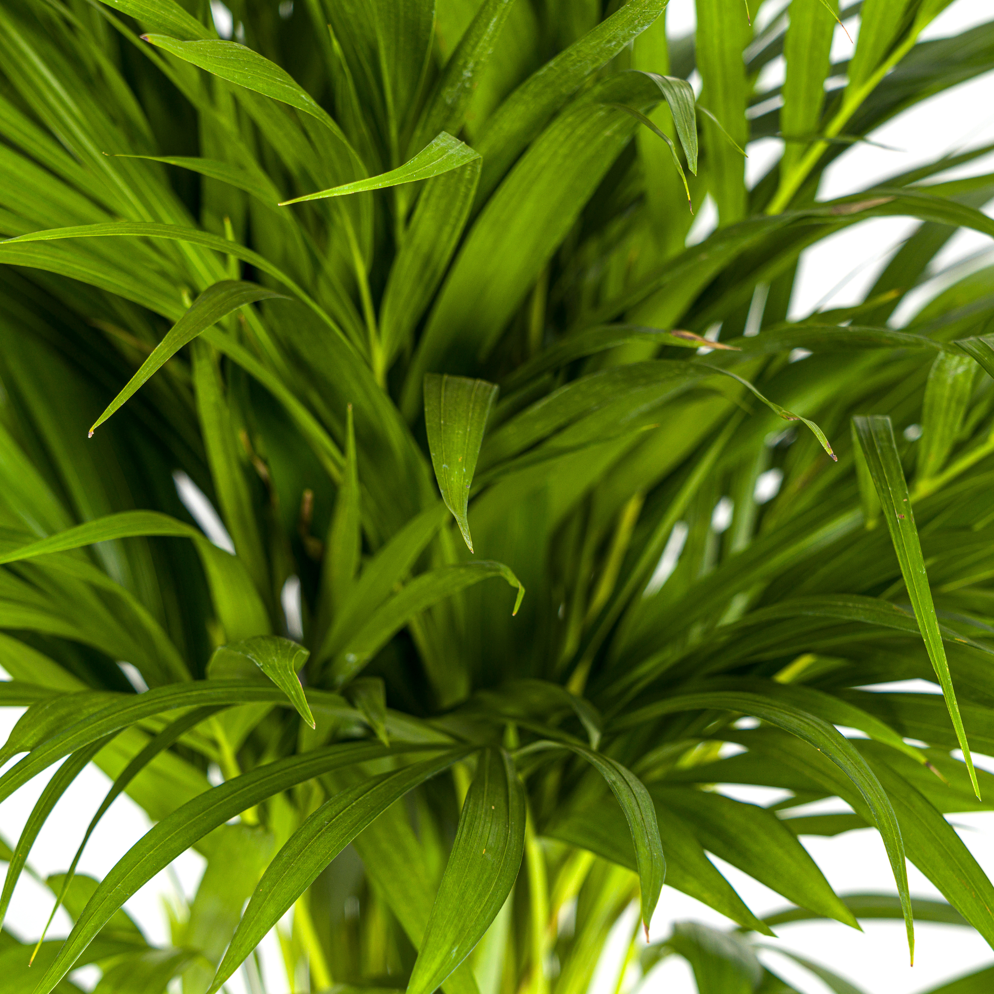 La Green Touch - Dypsis Areca Lutescens Ø19 Cm - D19 H80cm - Image 2