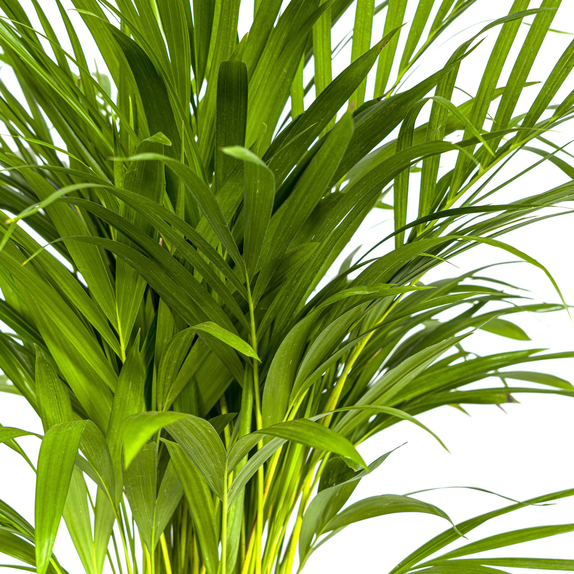 La Green Touch - Dypsis Areca Lutescens Ø19 Cm - D19 H80cm - Image 5