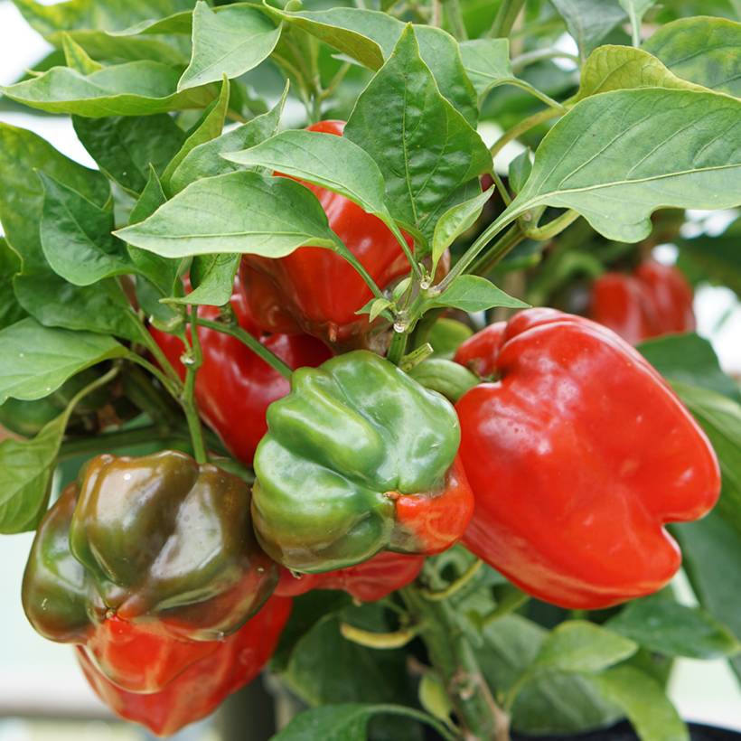 Promesse de Fleurs - Piment doux d'Espagne Yolo Wonder - Poivron le sachet de 135 graines environ (1g)
