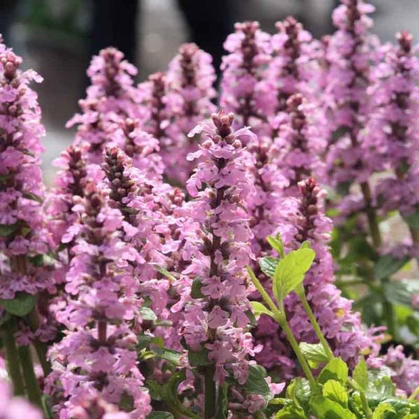 Bugle rampante - Ajuga reptans Purple Torch Godet de 7/8 cm