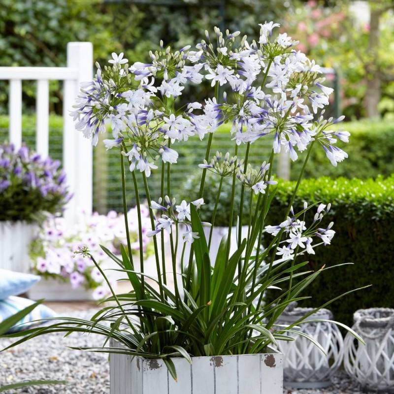 Agapanthe Twister® 'AMBIC001' à fleurs Bleue/Blanche - feuillage Semi-Persistant - Pot de 7,5L - 40/60 cm - Imagen 1