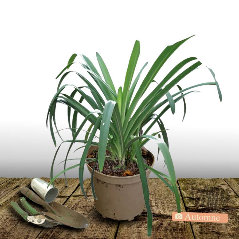 Agapanthe Twister® 'AMBIC001' à fleurs Bleue/Blanche - feuillage Semi-Persistant - Pot de 7,5L - 40/60 cm - Imagen 4
