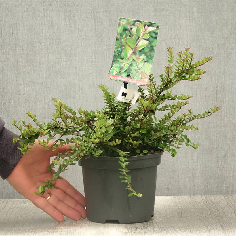 Lonicera nitida Garden Clouds Copper Glow - Chvrefeuille arbustif Pot de  2L/3L - Jardiland