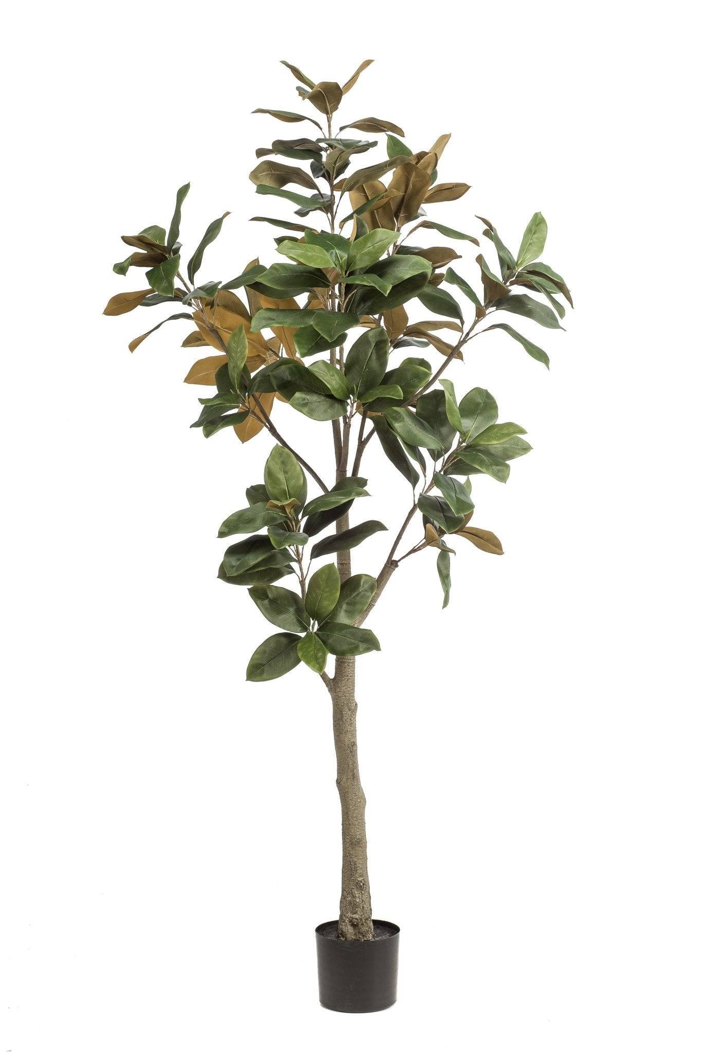 La Green Touch - Magnolia Grandiflora plante artificielle - h180cm, Ø15cm- La Green Touch - Imagen 4