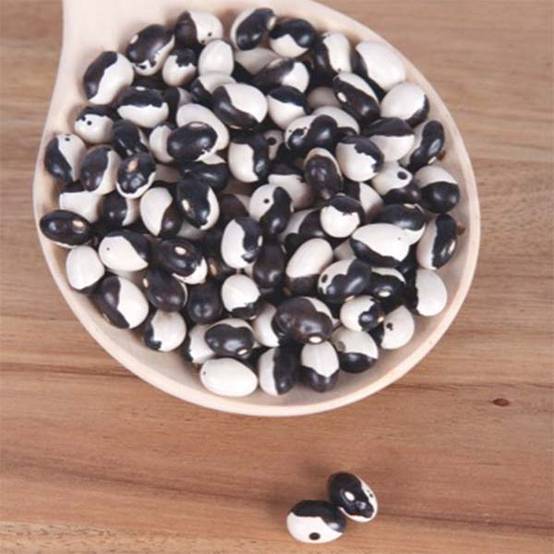 Haricot nain Yin-Yang Starazagorski à écosser le sachet de 90 graines environ (50g)
