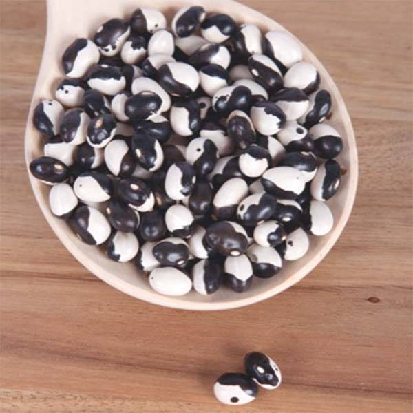 Haricot nain Yin-Yang Starazagorski à écosser le sachet de 90 graines environ (50g)