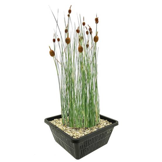 0 - Massette Naine Plante Berge Bassin - Rustique - Indigène - 9 Pièces - Image 1