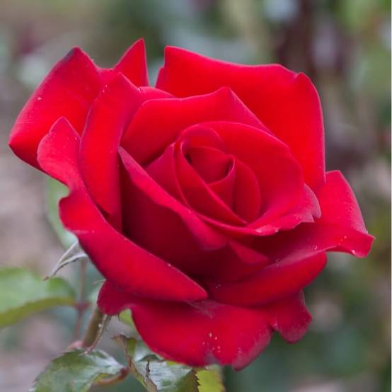 Rosier 'Le Grand Huit' ® (Rosa 'Le Grand Huit' ®) - Racines nues - Taille 20 à 30cm - Pépinières Naudet - Image 3