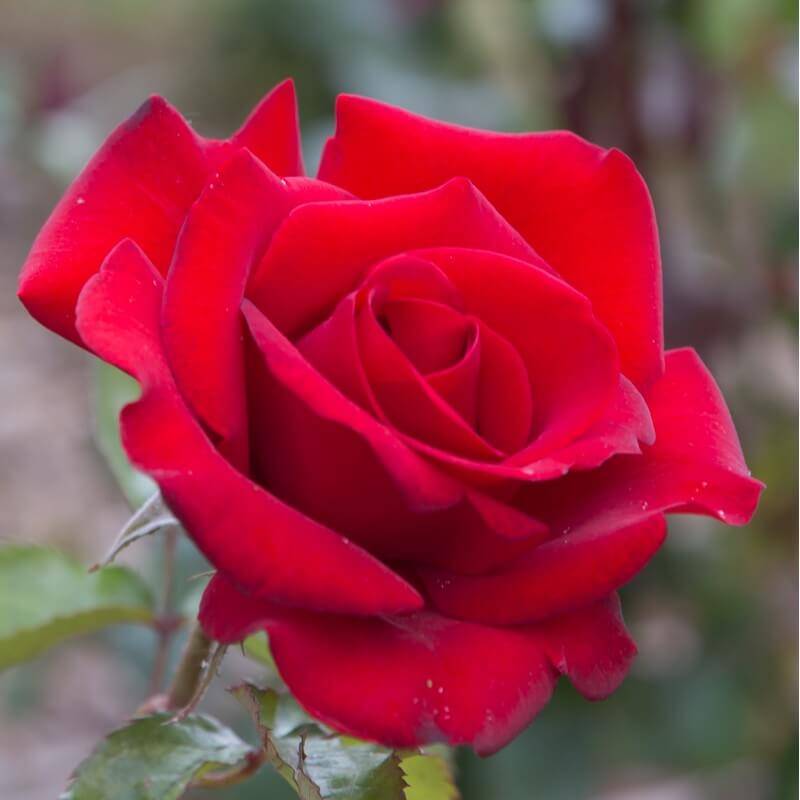 Rosier 'Le Grand Huit' ® (Rosa 'Le Grand Huit' ®) - Racines nues - Taille 20 à 30cm - Pépinières Naudet - Imagen 3