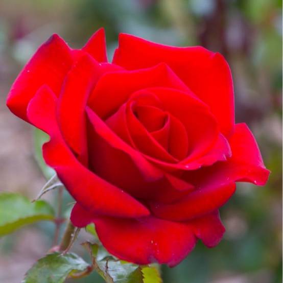 Rosier 'Le Grand Huit' ® (Rosa 'Le Grand Huit' ®) - Racines nues - Taille 20 à 30cm - Pépinières Naudet - Image 1