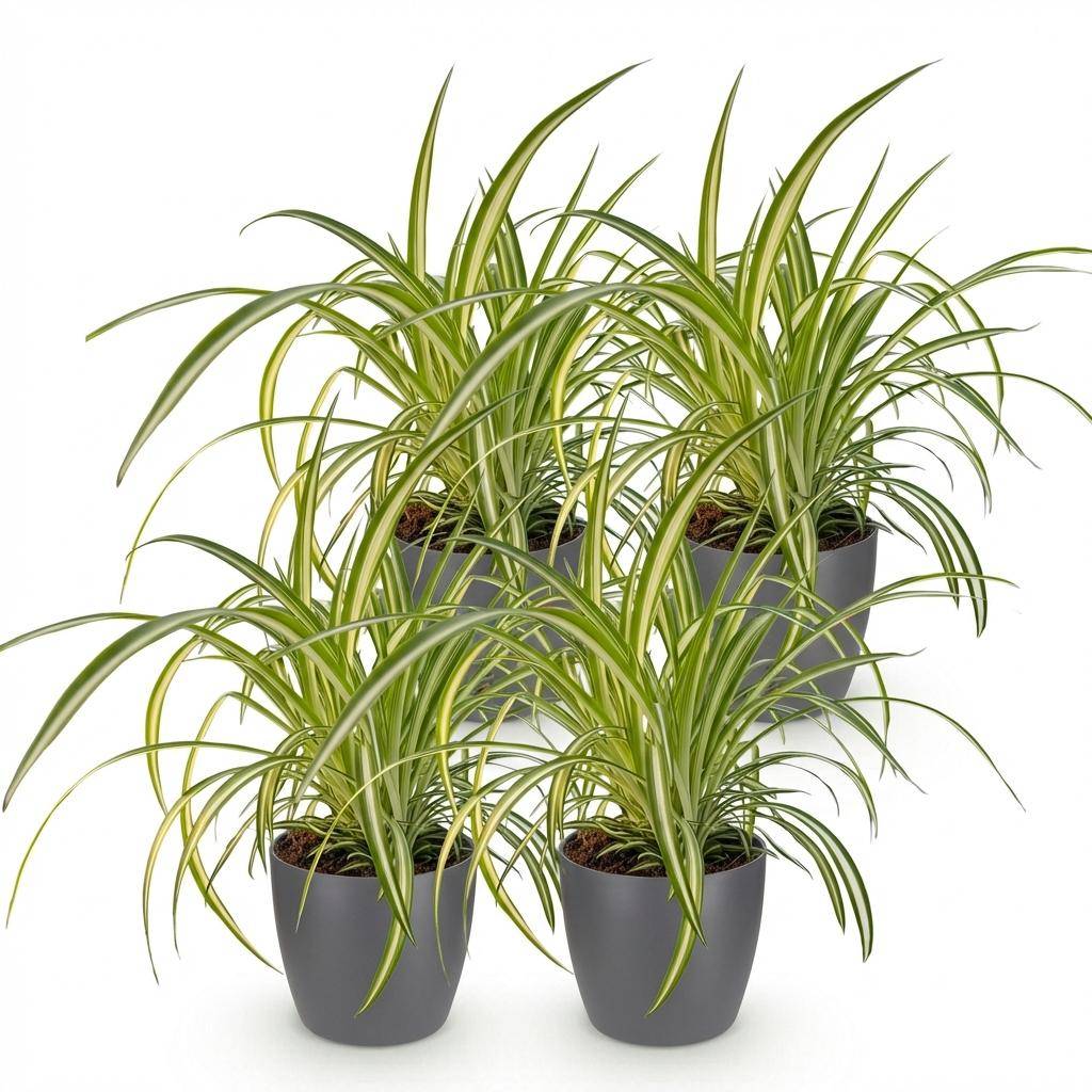 La Green Touch - Chlorophytum Comosum Variegatum - H30cm - Image 2