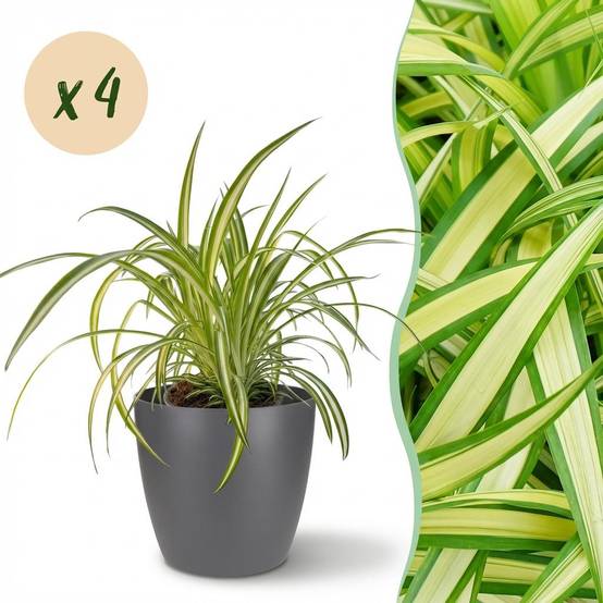 La Green Touch - Chlorophytum Comosum Variegatum - H30cm - Image 1