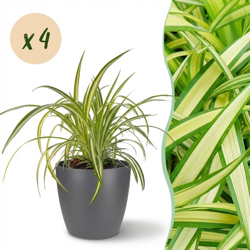 Chlorophytum Comosum Variegatum - H30cm
