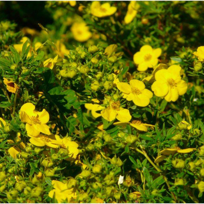 Potentille arbustive (Potentilla fruticosa) - Godet - Taille 10/15cm - Pépinières Naudet