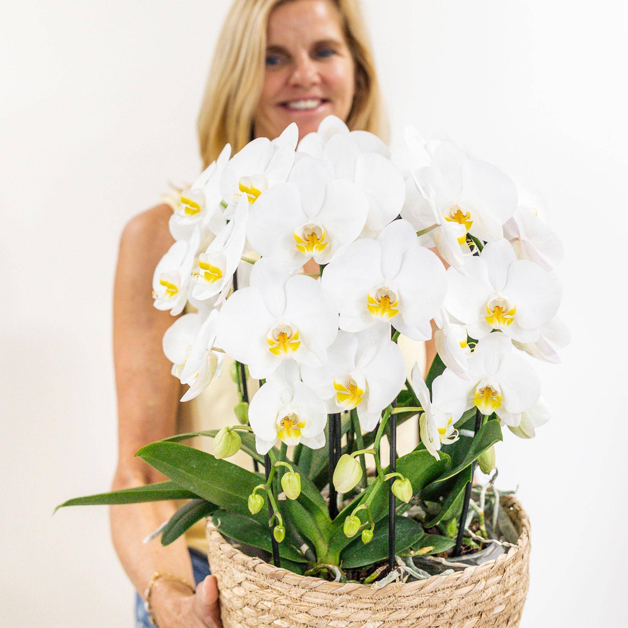 La Green Touch - Bouquet d'orchidées blanches en panier avec réservoir d'eau 55cm - Plante d'intérieur- La Green Touch - Imagen 3