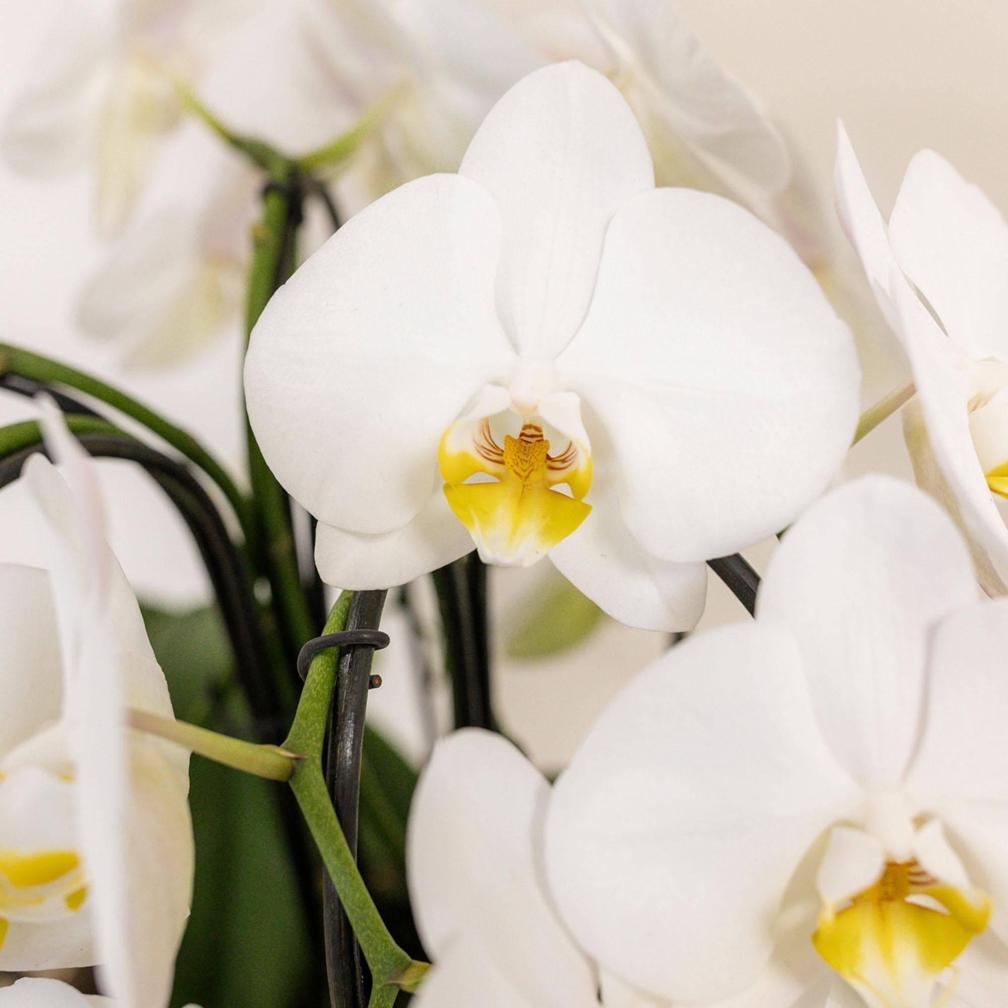 La Green Touch - Bouquet d'orchidées blanches en panier avec réservoir d'eau 55cm - Plante d'intérieur- La Green Touch - Imagen 4