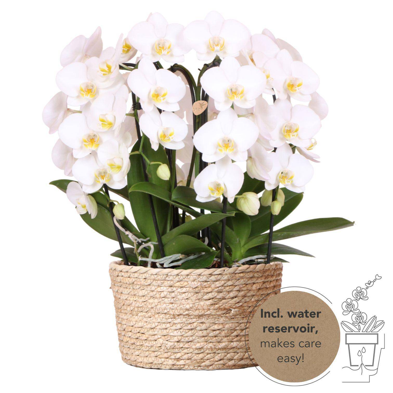 La Green Touch - Bouquet d'orchidées blanches en panier avec réservoir d'eau 55cm - Plante d'intérieur- La Green Touch - Imagen 1