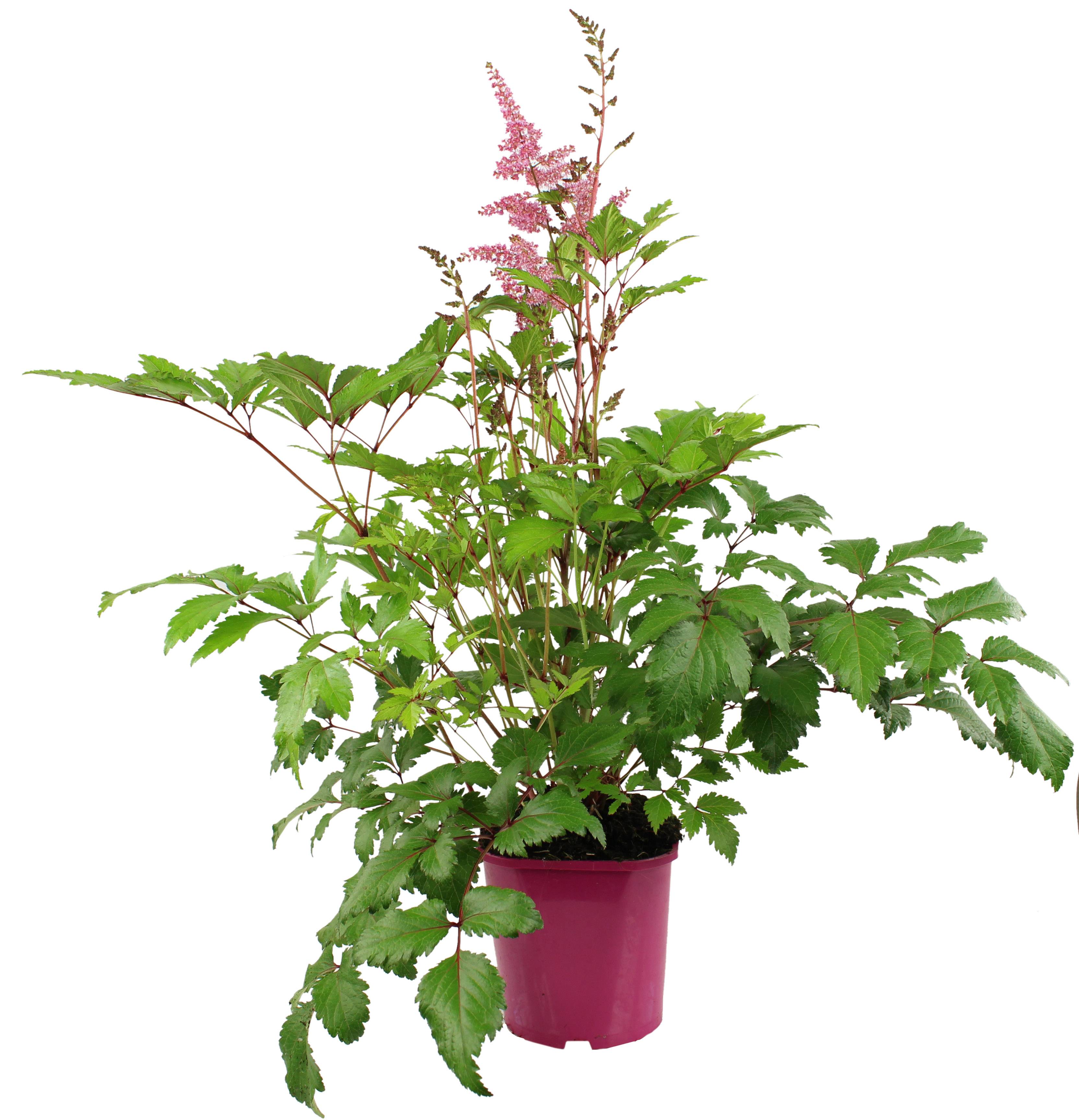 Astilbe  pot 2 l - Image 1