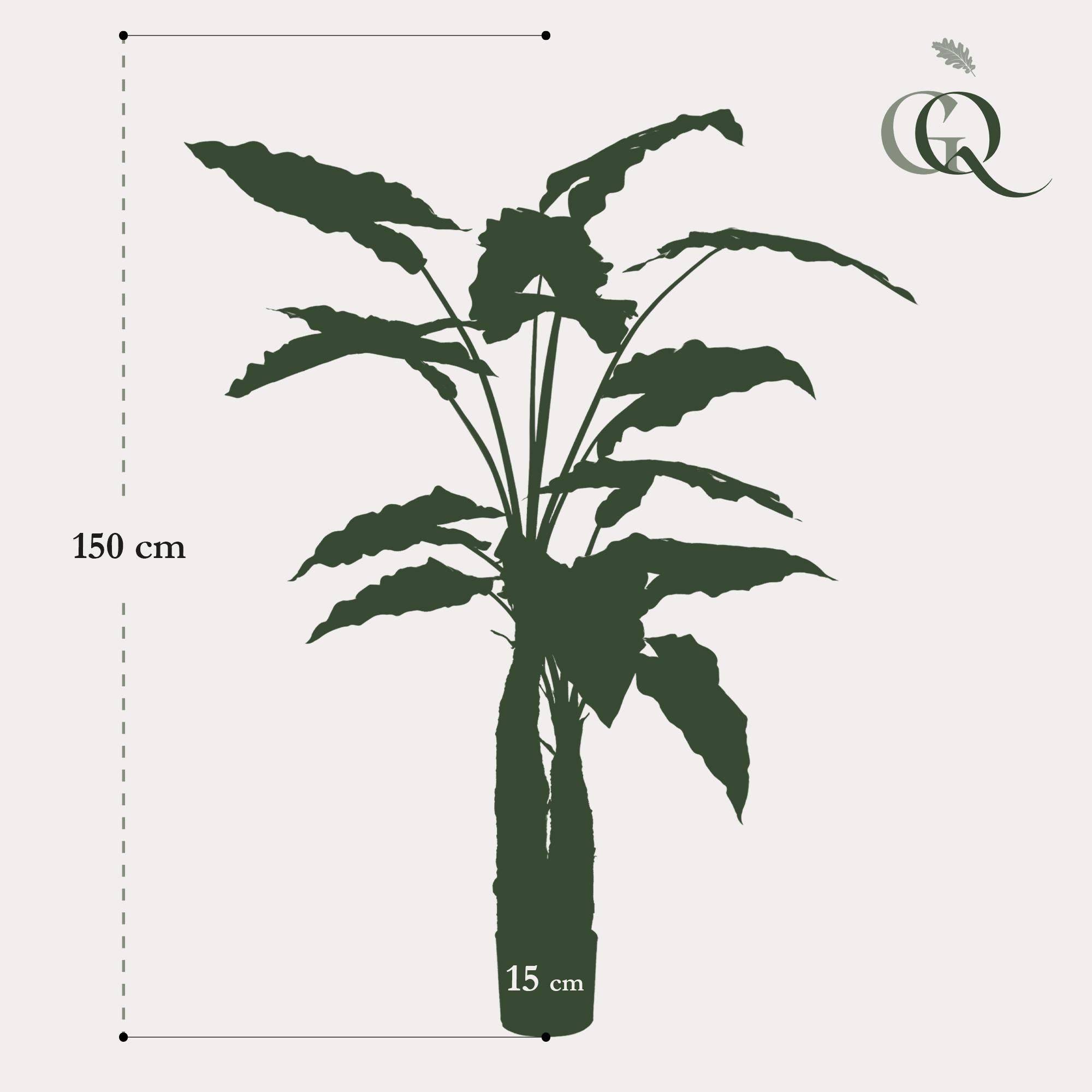 La Green Touch - Alocasia plante artificielle - h150cm, Ø12cm- La Green Touch - Imagen 4
