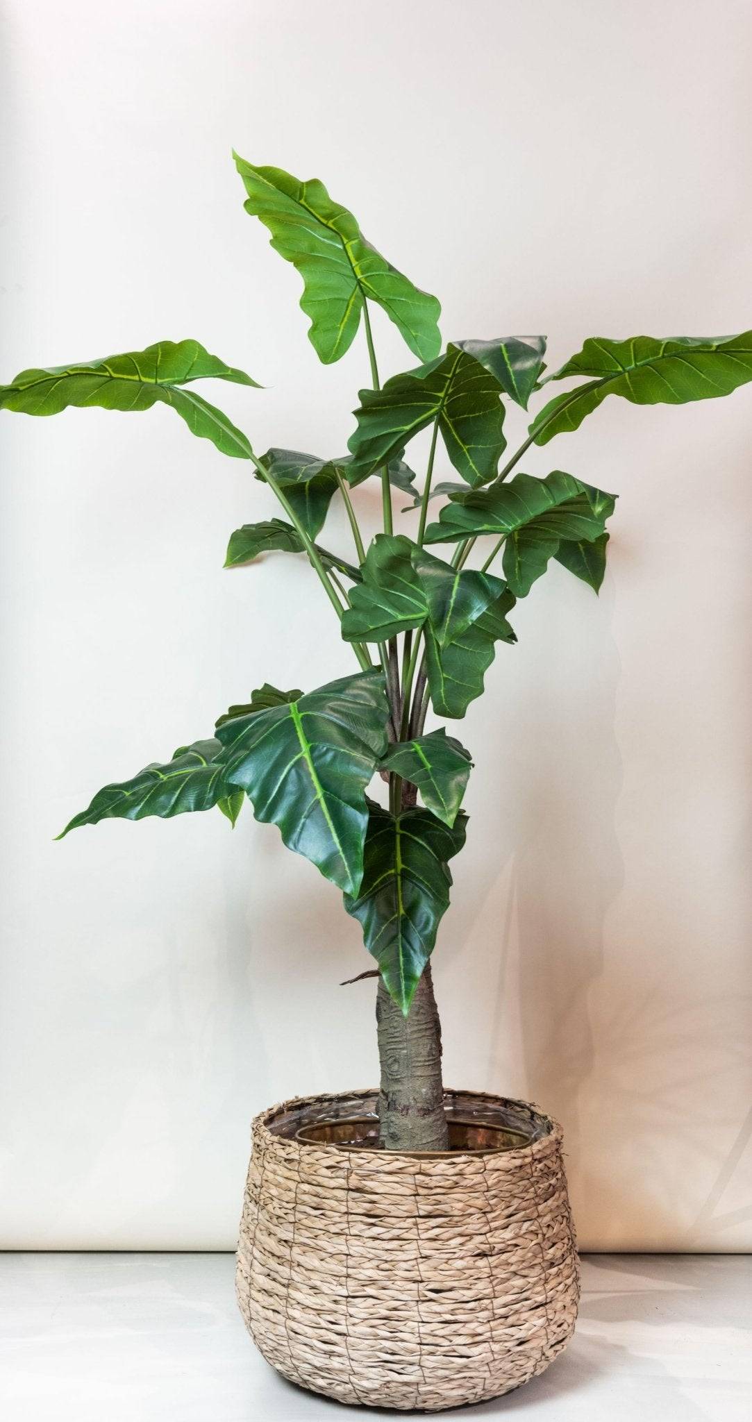 La Green Touch - Alocasia plante artificielle - h150cm, Ø12cm- La Green Touch - Imagen 5