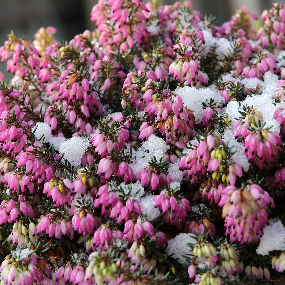 Bruyère des neiges - Erica carnea Winterfreude Pot de 12 cm / 13 cm